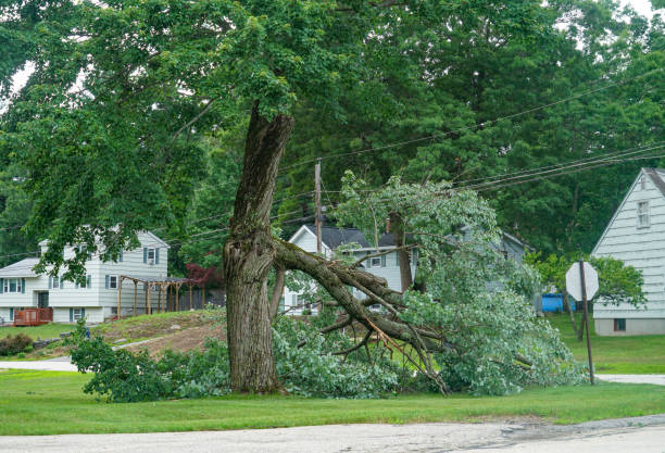 Emergency Storm Tree Removal in Columbus, NM